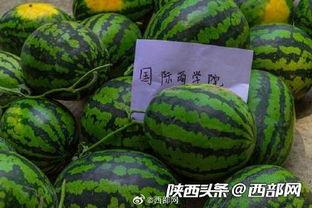 幸运吃瓜  第3张